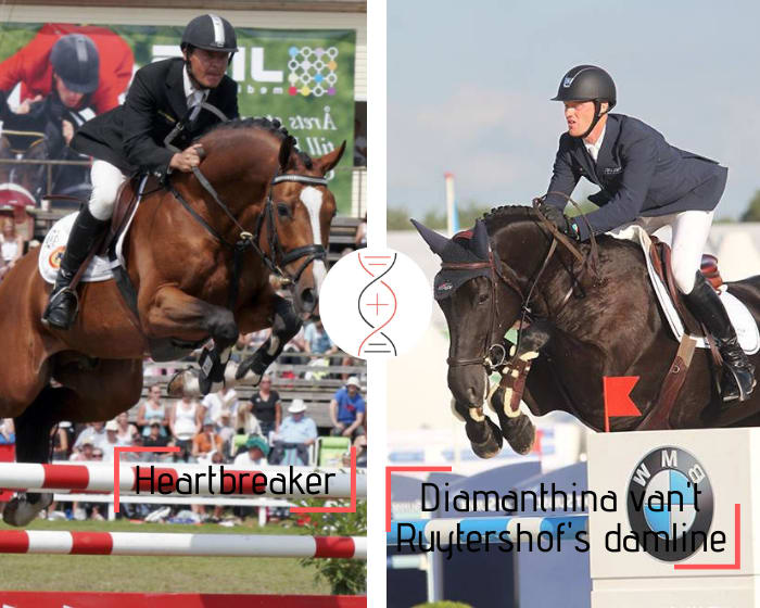 Heartbreaker out of Diamanthina van’t Ruytershof’s direct damline, winner CSI5* 1.60m and Emerald’s full sister! Out of Lightningthina van’t Ruytershof 1.35m, sister of 6 performers 1.45m to 1.60m, dam of 3 young performers 1.30m/1.40m