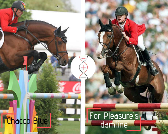 Rare damline of For Pleasure! Brother/sister of NC Verso Red Wine Grand Prix CSI 1.55m-1.60m, by Chacco Blue x Mr Blue, out of For Pleasure’s niece! More than 15 performers 1.45m to 1.60m in this damline