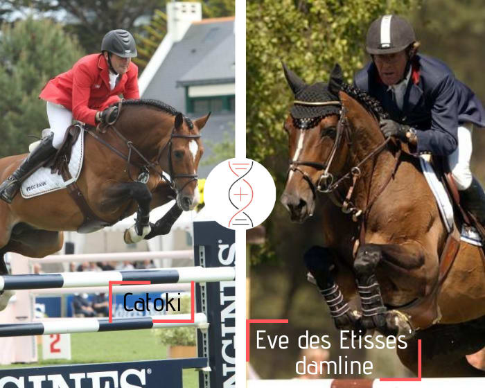 Rare damline of Eve des Etisses! Catoki x Berlin with Ultime de Soie, sister of Velours de Soie CSI5* 1.50m with Julien Anquetin and dam of Wife de Soie, Lanaken Championships at 6 yo and ranked in CSI 1.35m