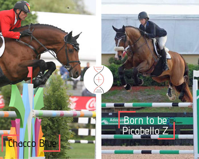 Chacco Blue x Carthago, embryo brother/sister of Born to Be Picobello 7rd in CSI5* 1.60m and Concentus 4 CSI 1.60m, out of Copy Picobello 1.45m