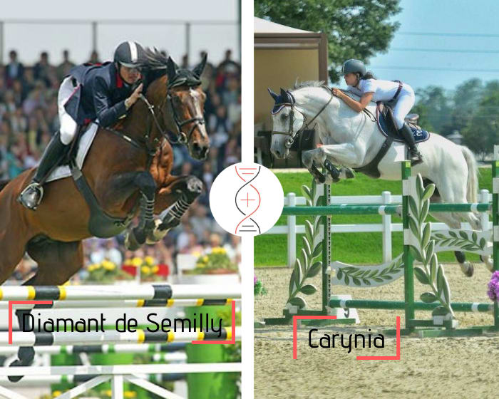 Diamant de Sémilly x Carynia, sans faute CSI 1.60m, mère de Diamant CSI 1.45m et sœur de Play On CSI 1.60m avec Beezie Madden et 4 performers CSI 1.45m-1.50m