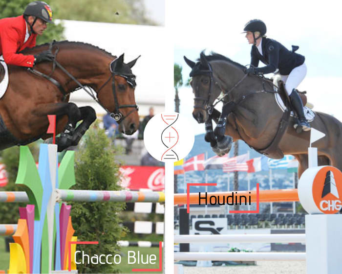 Full brother/sister of Houdini and Chaccobo ranked in CSI 1.45m! By Chacco Blue x Balou du Rouet, out of the sister of Diarina 2 ranked in 1.45m, damline of Diamants Aurora CSI 1.60m with Jessica Mendoza