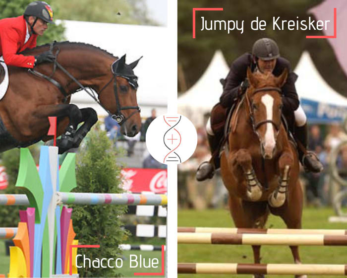 Femelle par Chacco Blue avec Dourga de Kreisker, sœur de Quito de Kerglenn Grand Prix 1.60m et Shana de Kerglenn classée Grand Prix 1.50m-1.60m, tante de 11 performers 1.50m à 1.60m, et fille de Jumpy de Kreisker, classée Grand Prix 1.50m !