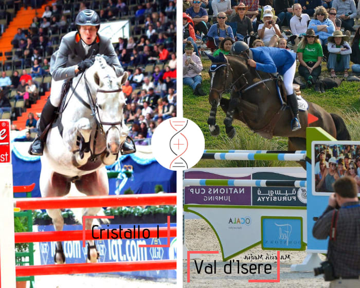 Cristallo I out of Wild Romance, 1.40m and ranked in CSI with M. van der Vleuten, unique full sister of Val d’Isere, World Cup 1.60m, also sister of Ziezoo ranked in CSI 1.45m!