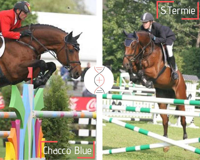 Chacco Blue avec une mère ayant sauté 1.45m ! Lignée de performers