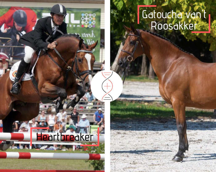 Femelle par Heartbreaker x Cornet Obolensky avec une fille de Gatoucha vh Roosakker, adjugée 570 000€ en décembre 2020 ! Une des meilleures lignées d'Usha van't Roosakker