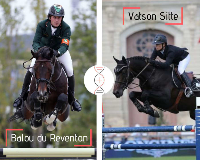 Balou du Reventon x Casta Sitte, mère de performers CSI5* 1.60m ! Un champion à coup sûr !