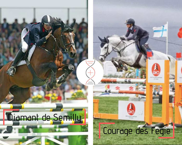 Diamant de Sémilly x Cornet Obolensky, avec une mère ayant sauté Grand Prix CSI 1.60m et gagnante CSI 1.50m ! Lignée de performers