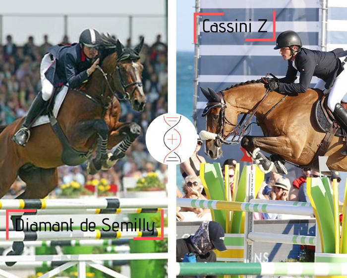 Rare frère du crack de Darragh Kenny, Cassini Z, gagnant CSI5* 1.55m et 3ème en Grand Prix CSI5* 1.60m, par Diamant de Sémilly ! Lignée de performers