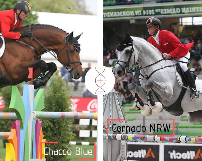 Chacco Blue x Cornet Obolensky avec Arian, 4ème en CSI 1.50m et cousine directe de Cornado NRW et Cornado II gagnants CSI5* 1.60m avec Marcus Ehning et Christian Ahlmann
