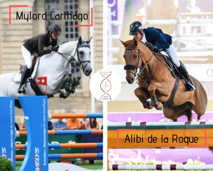 Propre frère/soeur d’Alibi de la Roque, classée CSI5* 1.60m avec Julien Épaillard, également frère/sœur de Saiga de la Roque CSI 1.55m et Catapulte de la Roque CSI 1.45m ! Par la sœur de Street Of Diamonds, Kenzo de Presle, Nikel de Presle CSI 1.60m