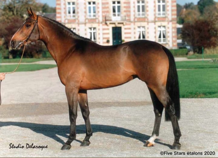 Jenny de la Cense - 1 saillie intégrale (hors frais techniques)
