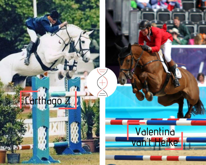 Rare femelle par Carthago avec la propre soeur de Valentina van't Heike gagnante en Grand Prix avec Jos Lansink et mère d’Epleaser van’t Heike classé en CSI5* 1.60m avec Christian Ahlmann
