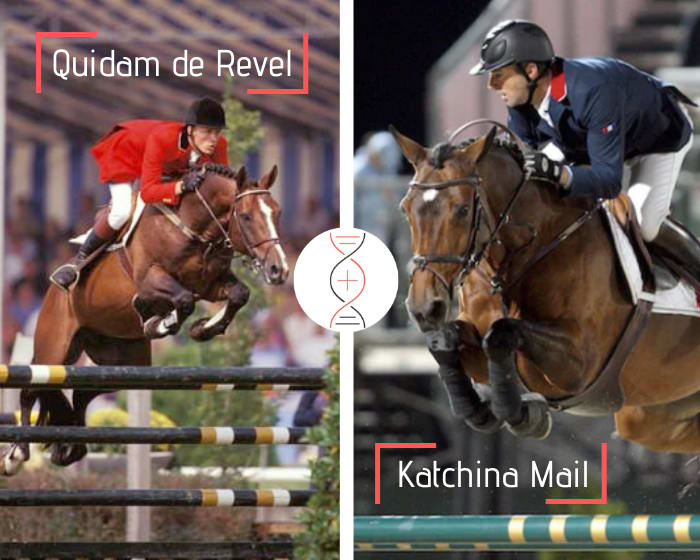 Rare ! Femelle par Quidam de Revel, soeur de Baloubar Mail, 5e du Championnat de France des 5 ans, également neveu de l’olympique Jaguar Mail, et de la vice-championne du monde Katchina Mail ! Lignée d’Adoret Z, Chergar Mail, Fergar Mail, Hoggar Mail