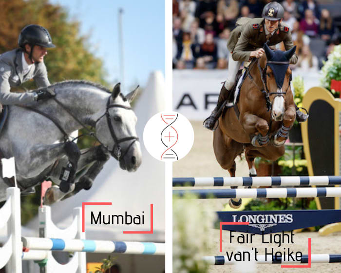 Le gagnant en Grand Prix Mumbai avec la sœur de Fair Light van’t Heike, gagnante CSI5* 1.60m avec Alberto Zorzi ! Egalement sœur d’Evian van’t Heike CSI 1.60m