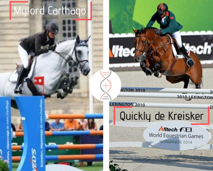 À NAÎTRE EN 2020 ! Femelle par Mylord Carthago, nièce de Quickly de Kreisker, gagnant en CSI5* 1.60m avec Abdelkebir Ouaddar !