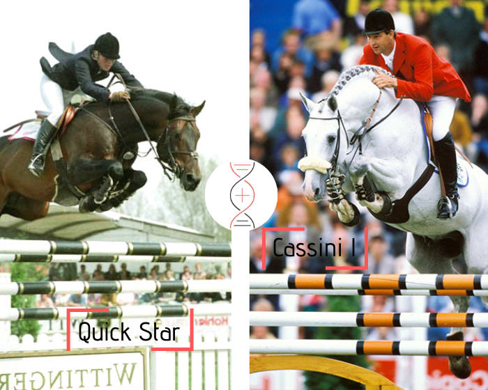 Rare! Quick Star x Cassini I x Carthago x Calando I out of the aunt of Ajaccio, clear in CSI 1.50m with Bertram Allen, performers’ damline, including VDL Groep Emily, Corofelio, City Banking 3 CSI 1.50m-1.60m