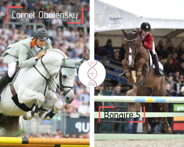 Cornet Obolensky x Stakkato x Carthago, avec Eclisse della Monica, 1.45m et sœur de 6 performers 1.45m à 1.60m