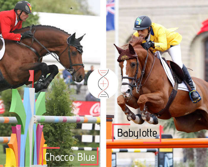 Rare! Chacco Blue out of Yuri Mansur’s star, Babylotte, winner in CSIO5* 1.60m!