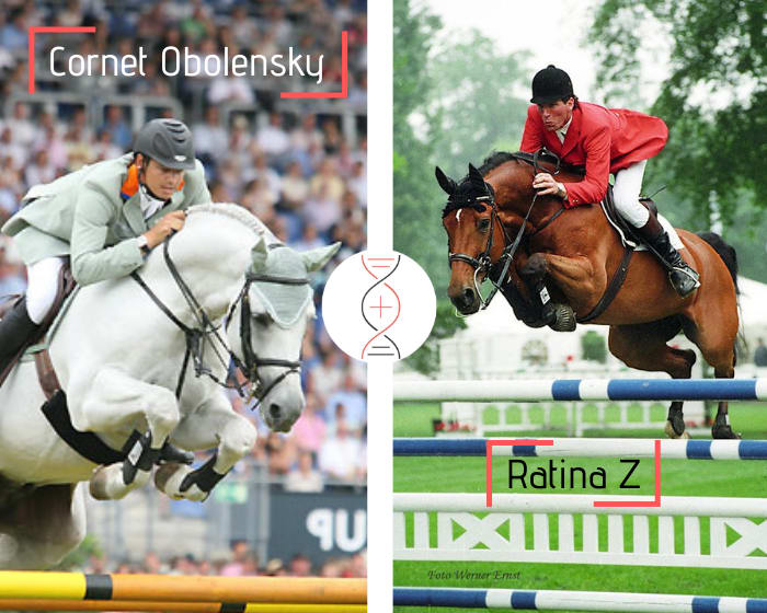 Cornet Obolensky out of the daughter of Ratina Z’s full sister, mare of the century and dam of Comme Il Faut and Crown Z!