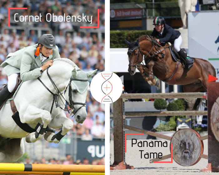 Cornet Obolensky avec la soeur de Panama Tame et Quebec Tame CSI 1.60m