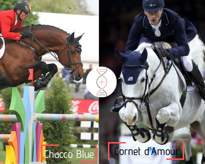 Chacco Blue out of Cornet d’Amour’s sister, winner in Grand Prix CSI5* 1.60m with Daniel Deusser! Also sister of Amarit d’Amour CSI5* 1.55m with Lorenzo de Luca and La Corrida 1.50m*