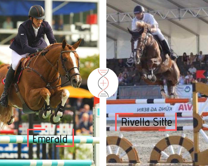 Emerald x Rivella Sitte, ranked in CSIO 1.60m and dam of Ugano Les Hauts clear in CSI 1.55m! Damline of Aganix du Seigneur and Sea Coast Atlantic CSI 1.60m
