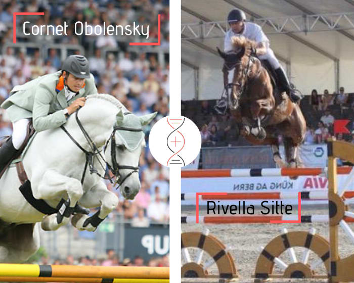 Cornet Obolensky x Rivella Sitte, classée CSIO 1.60m et mère d’Ugano Les Hauts sans faute CSI 1.55m ! Lignée d’Aganix du Seigneur et Sea Coast Atlantic CSI 1.60m
