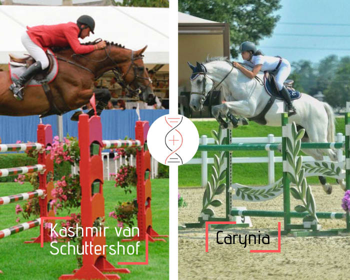 Kashmir van Schuttershof x Carynia, sans faute CSI 1.60m, mère de Diamant CSI 1.45m et sœur de Play On CSI 1.60m avec Beezie Madden et 4 performers CSI 1.45m-1.50m