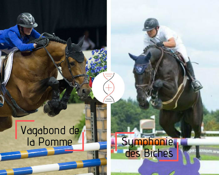 Frère de Symphonie des Biches CSI5* 1.60m et classée en CSI5* 1.55m, par Vagabond de la Pomme et Melodie de la Vallée, sœur de Nymphe de la Vallée, CSIO5* avec P. Delaveau et mère de Volver de la Vigne, Championnats d’Europe de Rotterdam et CSI5*
