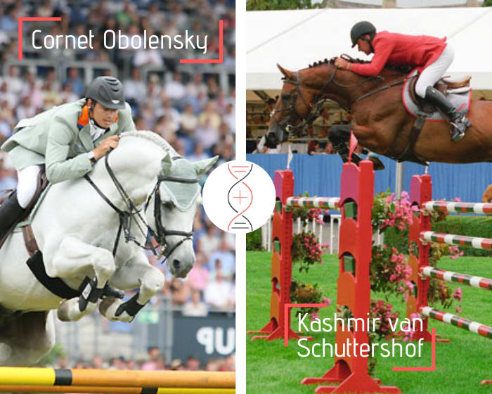 Cornet Obolensky avec la propre soeur de Kashmir vh Schuttershof, performer au plus haut niveau avec Philippe Le Jeune ! Embryon frère/sœur de Dagobert 124, CSI 1.40m à 7 ans