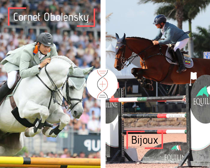Frère/soeur de Bijoux, Grand Prix 1.60m et gagnant en CSI 1.50m ! Par Cornet Obolensky, avec la sœur d’Optical 1.60m*