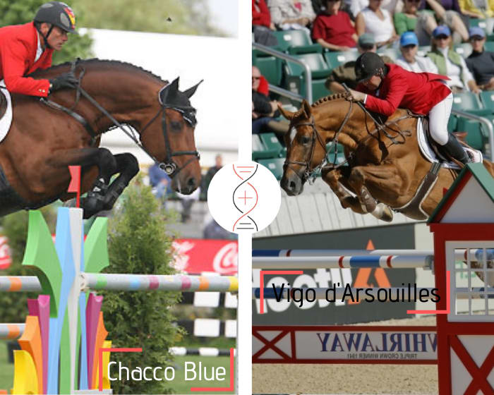 Chacco Blue out of the daughter of the full sister of Vigo d'Arsouilles!