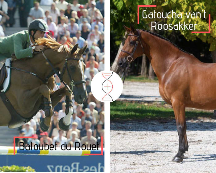 Baloubet du Rouet x Cornet Obolensky avec une fille de Gatoucha vh Roosakker, adjugée 570 000€ en décembre 2020 ! Une des meilleures lignées d Usha van t Roosakker