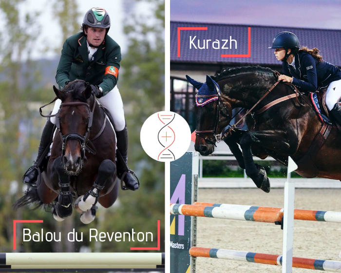 Balou du Reventon x Kurazh, Grand Prix CSI 1.60m ! Lignée d’Adrenalin et Calina CSI 1.45m-1.50m