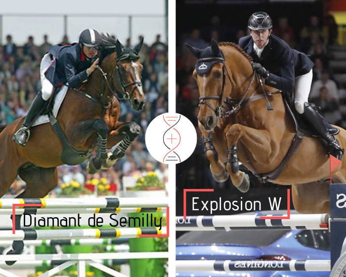 Rare embryo out of the niece of Explosion W, Olympic champion, vice european champion and great winner in Grand Prix with Ben Maher! By Diamant de Sémilly x Vigo d Arsouilles x Heartbreaker x Baloubet du Rouet