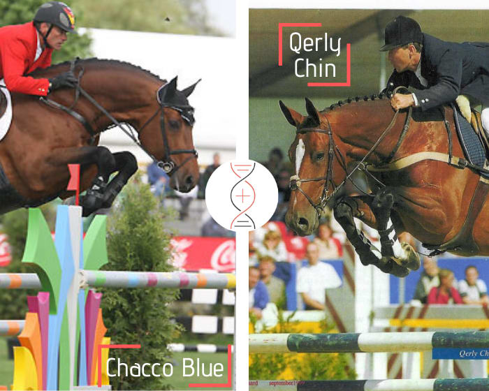 Chacco Blue x Boyante de Muze, CSI5* 1.60m, mère d’Estoy Aqui de Muze HDC CSI5*1.60m avec Kevin Staut et S&L Cocodrille CSI 1.50m-1.60m, fille de Narcotique de Muze II !
