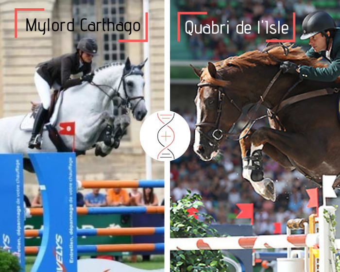 Damline of Quabri de l'Isle and Fleur de L'Isle CSI 1.60m ! Mylord Carthago out of a winning dam in Top 7 1.35m in 2021, also sister of Violette de Launay Grand Prix CSI 1.45m and Best de Launay GP 1.40m-1.45m