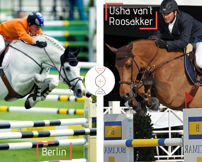 Rare female grand daughter of Usha van’t Roosakker, by Berlin, out of a dam who jumped CSI 1.45m