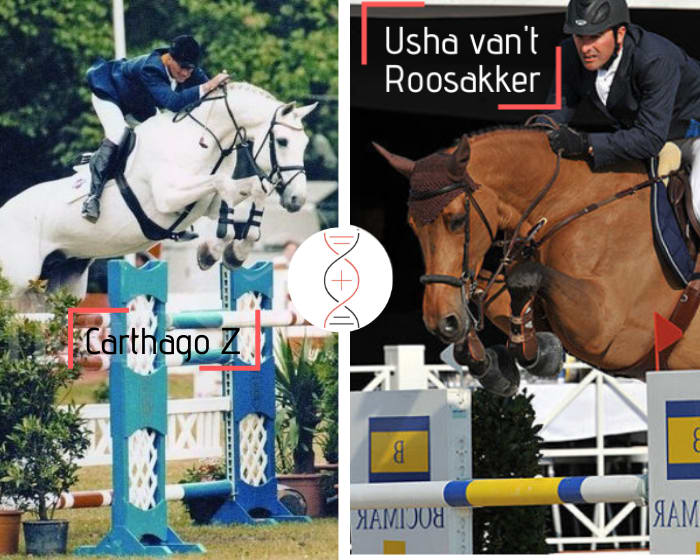 Femelle par Carthago Z x Vigo d’Arsouilles x For Pleasure, lignée directe d’Usha van’t Roosakker ! Mère gagnante en CSI 6 ans en 2021, nièce d’Isaac vd Bisschop CSI 1.60m et Jackson vd Bisschop sans faute en CSI 1.55m
