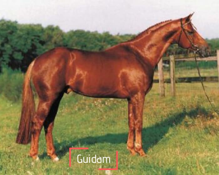 Guidam (2 paillettes)
