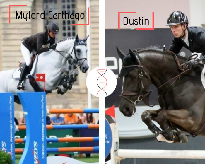 Frère/soeur de Dustin et Big Brother CSI5* 1.60m, Mylord Carthago avec la soeur de 2 performers 1.60m* !