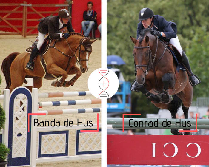 Le fils de la grande gagnante en CSI5* Banda de Hus, Effeil de Hus, avec la sœur du célèbre HH Conrad, médaillé aux Championnats d’Europe avec Grégory Wathelet ! Par Conrad Girl de Hus, déjà mère de 2 performers CSIYH 1.30m-1.35m