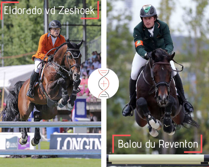 Femelle par Eldorado vd Zeshoek avec la souche directe de l'exceptionnel Balou du Reventon ! Lignée de performers