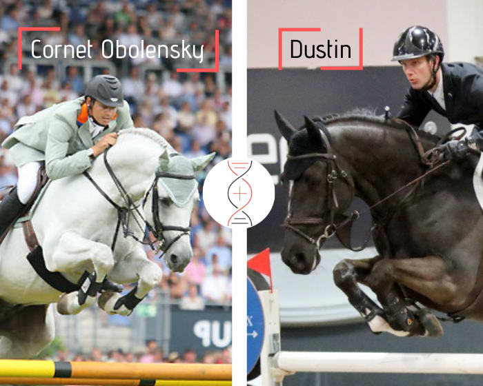 Brother/sister of Dustin and Big Brother CSI5* 1.60m, Cornet Obolensky x Gran Corrado x Nimmerdor out of the sister of 2 performers 1.60m*!