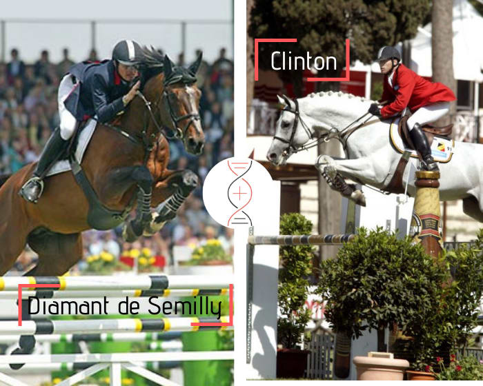 Femelle par Diamant de Sémilly x Clinton par Hacienda vd Molendreef, sœur de 4 performers 1.45m à 1.60m et tante de 10 performers 1.45m à 1.60m !