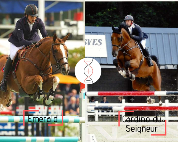 Lignée directe de Quasibelle du Seigneur et Ta Belle van Sombeke ! Emerald avec Cibelle du Seigneur CSI 1.45m, mère de 3 étalons approuvés, sœur de 3 performeurs 1.50m-1.60m et fille de Oak Grove’s Heartfelt CSI 1.60m