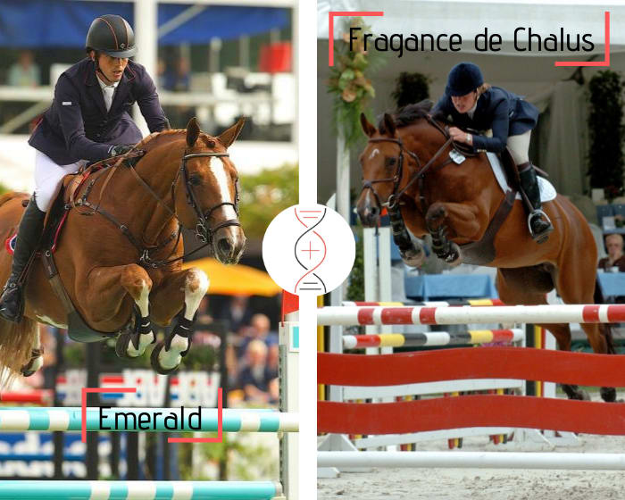 Emerald out of the sister of Mylord Carthago! Also daughter of Fragance de Chalus