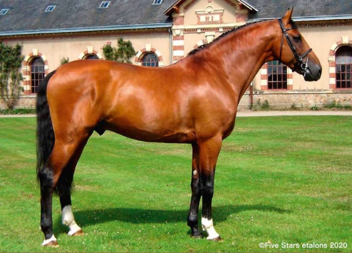 Chef Rouge - 1 saillie intégrale (hors frais techniques)