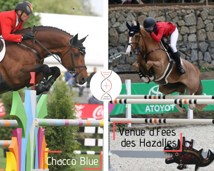 Chacco Blue x Nabab de Rêve out of the sister of Venue d’Fee des Hazalles, ranked in Grand Prix CSI5* 1.60m with Eve Jobs and 2 performers 1.50m, daughter of Reine-Fee des Hazalles ranked in CSI 1.60m!